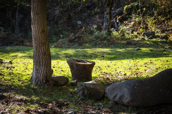 Casca Rachada Árvore Velha Coberto Com Musgo Verde Floresta Outono — Fotografia de Stock