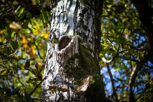 Corteza Agrietada Del Viejo Árbol Cubierto Musgo Verde Bosque Otoño — Foto de Stock