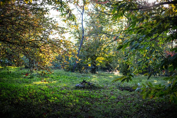 Drzewa Leśne Jesienią Dekoracje Ciepłe Światło Azerbejdżan Selektywny Fokus — Zdjęcie stockowe