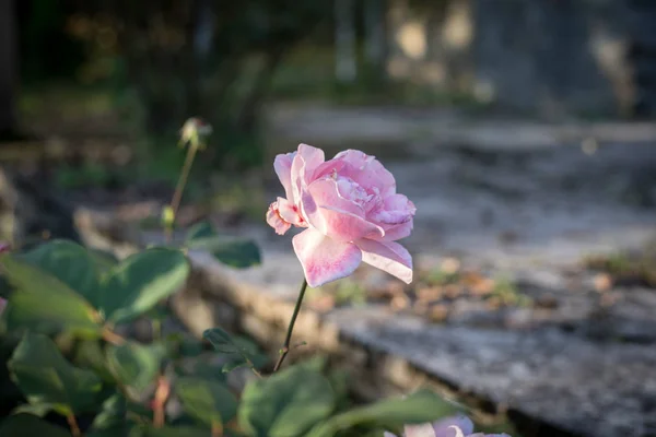 stock image a bunch of pink roses in the garden. Close up. Selective focus