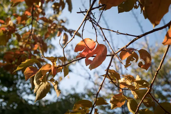 Escena Otoño Hermoso Parque Otoñal Sale Del Camino Del Bosque — Foto de Stock