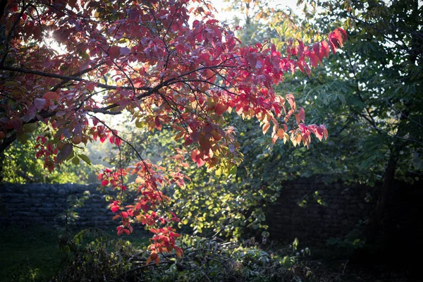 Upadek Sceny Piękny Jesienny Park Ścieżka Las Liści Jesienią Selektywny — Zdjęcie stockowe