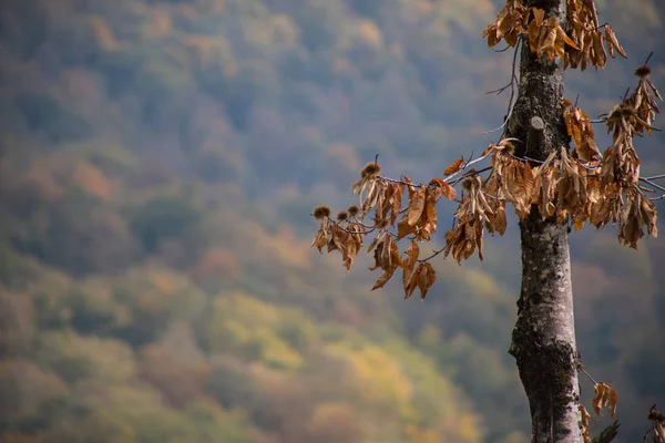 Floresta Árvores Outono Cenário Com Raios Luz Quente Azerbaijão Foco — Fotografia de Stock