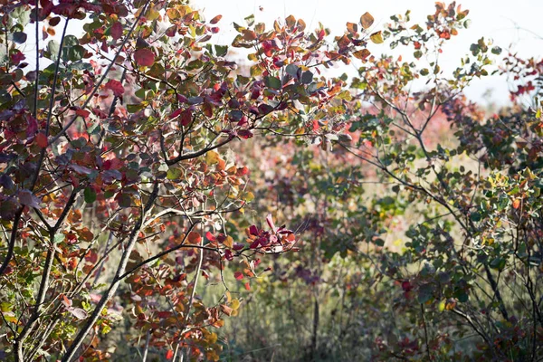 Sonbahar Sahne Güzel Sonbahar Park Sonbaharda Yapraklar Orman Yolu Seçici — Stok fotoğraf