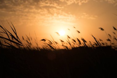 Buğday alanında altın kulaklar. Günbatımı ışık. Görünümü kapatın. Seçici odak