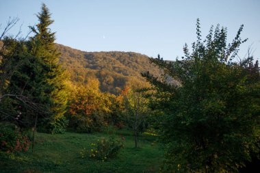 Orman ağaçları sonbaharda. Sahne sıcak ışık ışınları ile. Azerbaycan. Seçici odak