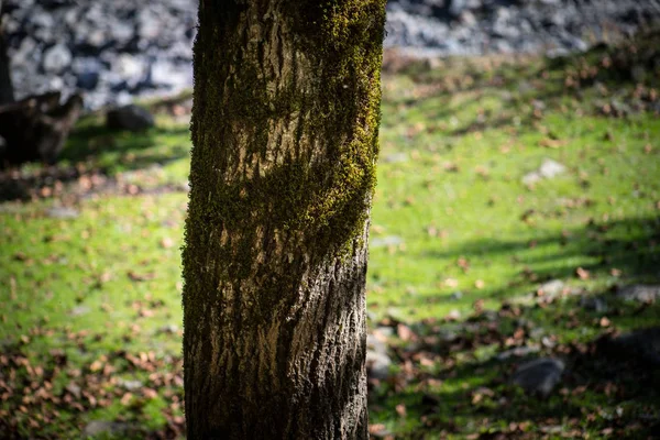 Corteza Agrietada Del Viejo Árbol Cubierto Musgo Verde Bosque Otoño — Foto de Stock