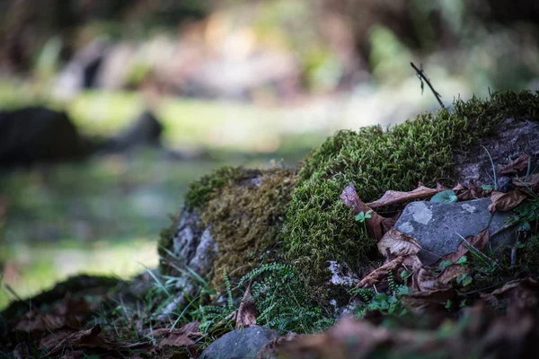 Cracked Bark Old Tree Overgrown Green Moss Autumn Forest Selective — Stock Photo, Image