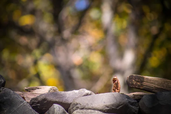 Natural Hand Made Fence Made Wooden Tree Brenches Close View — Stock Photo, Image