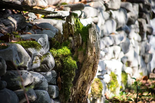 Pedra Coberta Musgo Belo Musgo Líquen Coberto Pedra Verde Brilhante — Fotografia de Stock