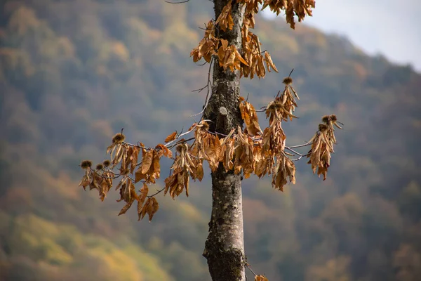 Forest Bomen Herfst Landschap Met Stralen Van Warm Licht Azerbeidzjan — Stockfoto