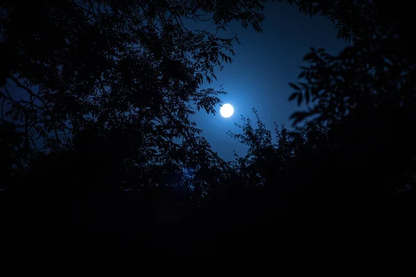 空と木の枝のシルエットの背後にある明るい月光の超月の夜の風景 安らぎ 自然の背景 夜間屋外 選択と集中 — ストック写真