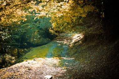 Orman ağaçları sonbaharda. Sahne sıcak ışık ışınları ile. Azerbaycan. Seçici odak
