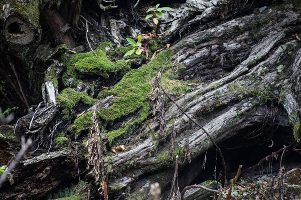 Трещина в коре старого дерева, заросшего зеленым мхом в осеннем лесу. Селективный фокус
