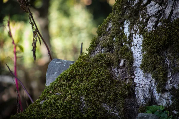 Ραγισμένα Φλοιό Του Δέντρου Παλιά Κατάφυτη Πράσινα Βρύα Φθινοπωρινό Δάσος — Φωτογραφία Αρχείου