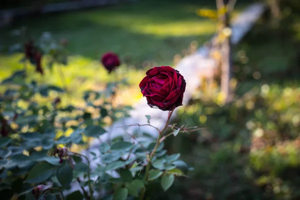 花园里有一束红玫瑰 闭上你的嘴选择性对焦 — 图库照片