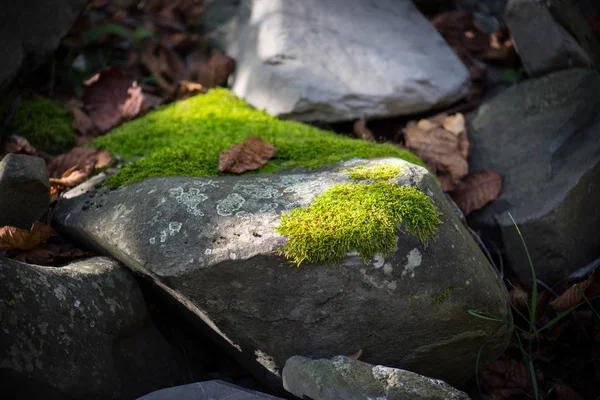 Πέτρα Βρύα Όμορφη Βρύα Και Λειχήνες Καλύπτονται Πέτρα Φωτεινά Πράσινα — Φωτογραφία Αρχείου