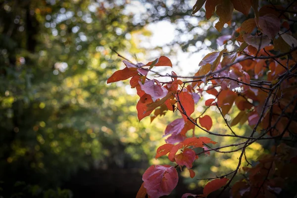 Fall Scene Beautiful Autumnal Park Leaves Forest Path Autumn Selective — Stock Photo, Image