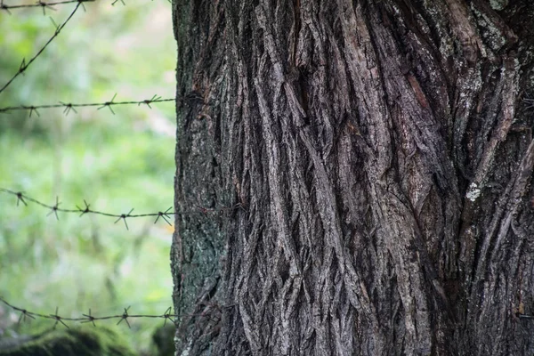 Cracked Bark Old Tree Overgrown Green Moss Autumn Forest Selective — Stock Photo, Image