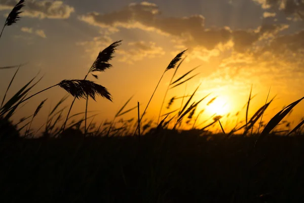 Espigas Doradas Trigo Campo Luz Del Atardecer Vista Cerca Enfoque — Foto de Stock