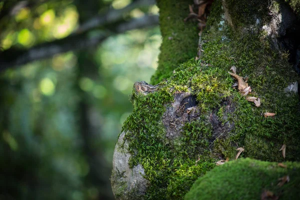 Prasklá Kůra Stromu Staré Zarostlé Zeleným Mechem Podzimním Lese Selektivní — Stock fotografie