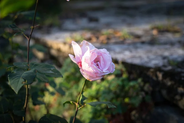 花园里有一束粉红色的玫瑰 闭上你的嘴选择性对焦 — 图库照片