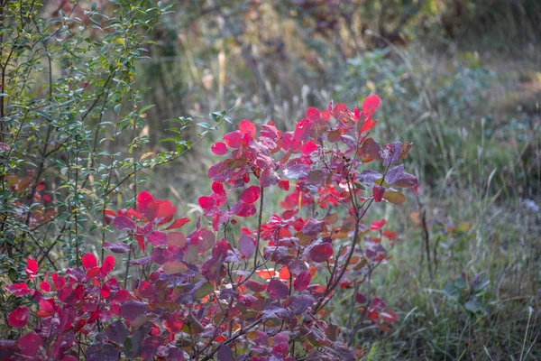 Sonbahar Sahne Güzel Sonbahar Park Sonbaharda Yapraklar Orman Yolu Seçici — Stok fotoğraf