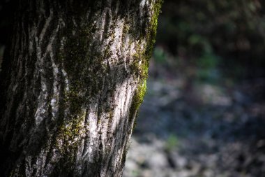Kırık sonbahar ormandaki yeşil yosun ile büyümüş eski ağaç kabuğu. Seçici odak