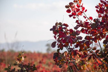 Sonbahar sahne. Güzel sonbahar park. Sonbaharda yapraklar orman yolu. Seçici odak
