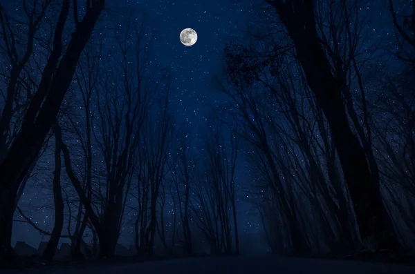 Mountain Road Través Del Bosque Una Noche Luna Llena Paisaje — Foto de Stock