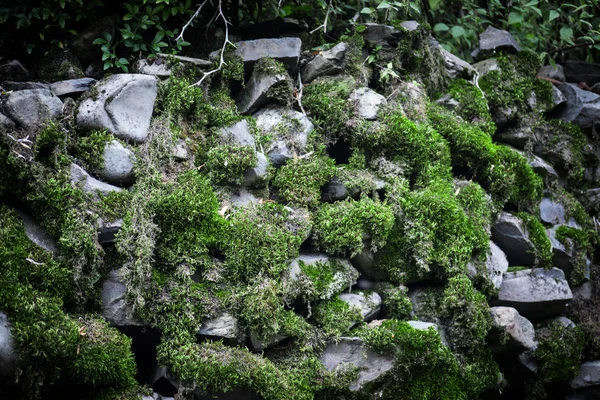 Moss Covered Stone Beautiful Moss Lichen Covered Stone Bright Green — Stock Photo, Image
