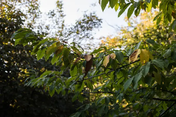 Лес Осенью Пейзаж Лучами Теплого Света Азербайджан Селективный Фокус — стоковое фото