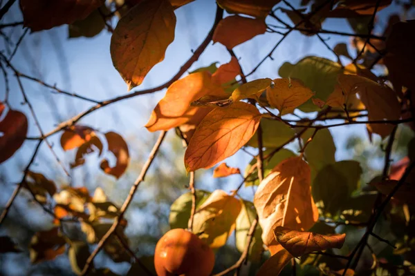 Sonbahar Sahne Güzel Sonbahar Park Sonbaharda Yapraklar Orman Yolu Seçici — Stok fotoğraf