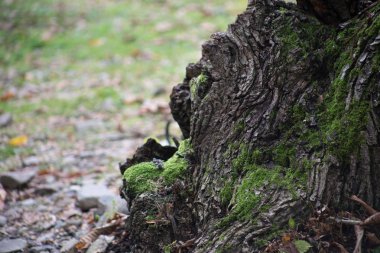 Kırık sonbahar ormandaki yeşil yosun ile büyümüş eski ağaç kabuğu. Seçici odak
