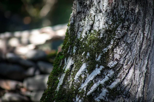Prasklá Kůra Stromu Staré Zarostlé Zeleným Mechem Podzimním Lese Selektivní — Stock fotografie