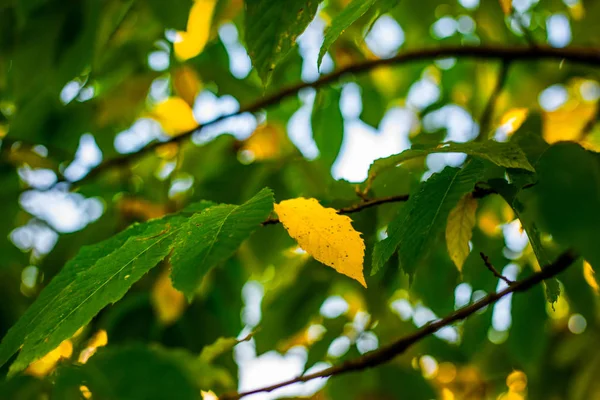 Forest Trees Autumn Scenery Rays Warm Light Azerbaijan Selective Focus — Stock Photo, Image