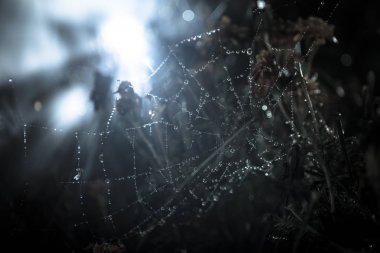 Örümcek ağı çiy ile yakın çekim bırakır. Doğal arka plan, gece sahne. Örümcek ağı, spiderweb su damlası ile. seçici odak