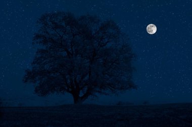 Yıldızlı gece dağlar ve orman ile güzel gece manzarası. Gece orman yeşil çayır ve dağ parlak yıldızlı gece veya görünümünde Samanyolu