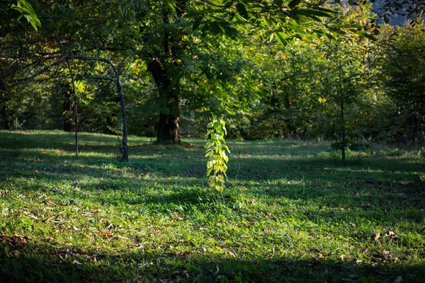 Drzewa Leśne Jesienią Dekoracje Ciepłe Światło Azerbejdżan Selektywny Fokus — Zdjęcie stockowe