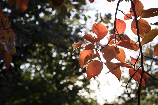 Escena Otoño Hermoso Parque Otoñal Sale Del Camino Del Bosque — Foto de Stock