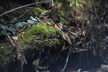 Kırık sonbahar ormandaki yeşil yosun ile büyümüş eski ağaç kabuğu. Seçici odak