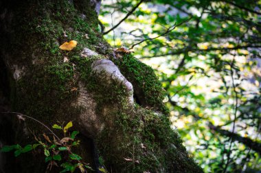 Kırık sonbahar ormandaki yeşil yosun ile büyümüş eski ağaç kabuğu. Seçici odak
