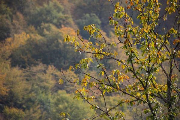 Floresta Árvores Outono Cenário Com Raios Luz Quente Azerbaijão Foco — Fotografia de Stock
