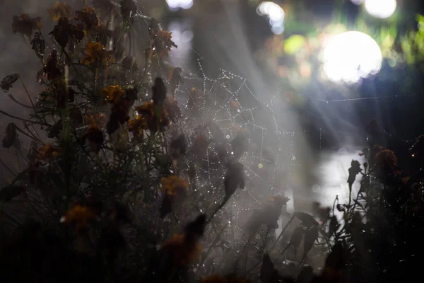 Spinnenweb Met Dauw Druppels Close Natuurlijke Achtergrond Nachtopname Raagbol Spinrag — Stockfoto