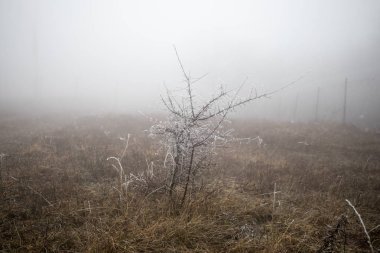 Şube kışın buz soğuk beyaz buz kaplı. ilk frosts, soğuk hava, donmuş su, buz ve hoarfrost. Makro vurdu. Erken kış. Arka plan bulanık