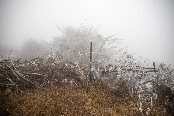 Větve Zimě Zakryta Led Studená Bílá Frost První Mrazíky Chladné — Stock fotografie