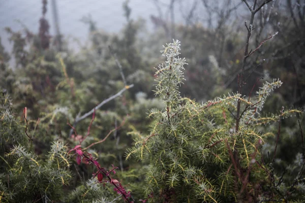 Misteriosa Floresta Escura Outono Nevoeiro Com Folhas Laranja Estrada Árvores — Fotografia de Stock