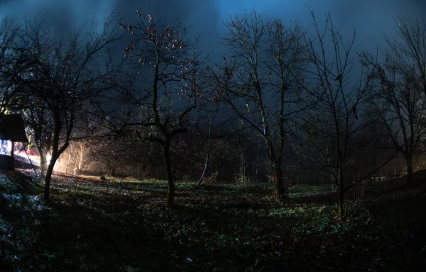 夜晚在黑暗的森林里明亮的光线 用手电筒站在黑暗森林里的人的剪影 雾的时候森林里的黑夜 恐怖万圣节概念 — 图库照片