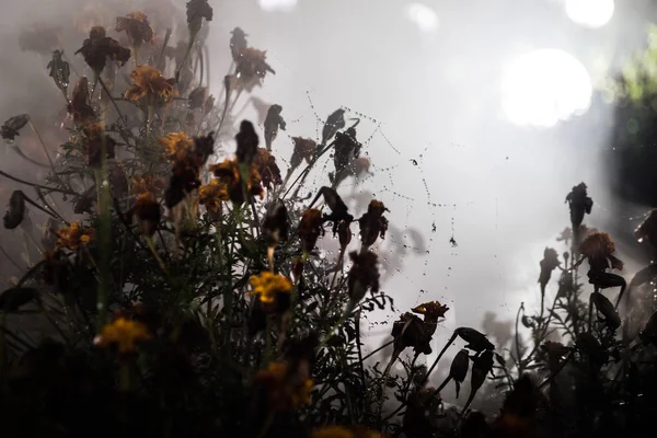 Păianjen Web Picături Rouă Aproape Fundal Natural Scena Noapte Cobweb — Fotografie, imagine de stoc