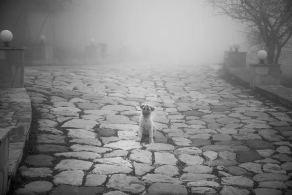 Cachorro Selvagem Pequeno Cão Sentado Chão Pedra Inverno Livre Tempo — Fotografia de Stock